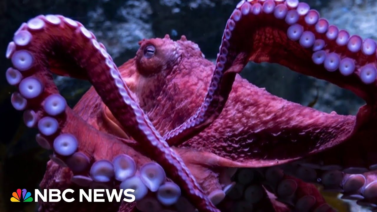 Farewell to a beloved octopus at California aquarium