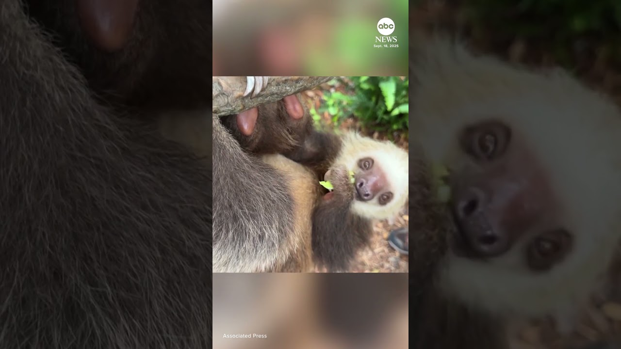 Golden lion tamarins and sloths become unlikely roommates at Florida zoo