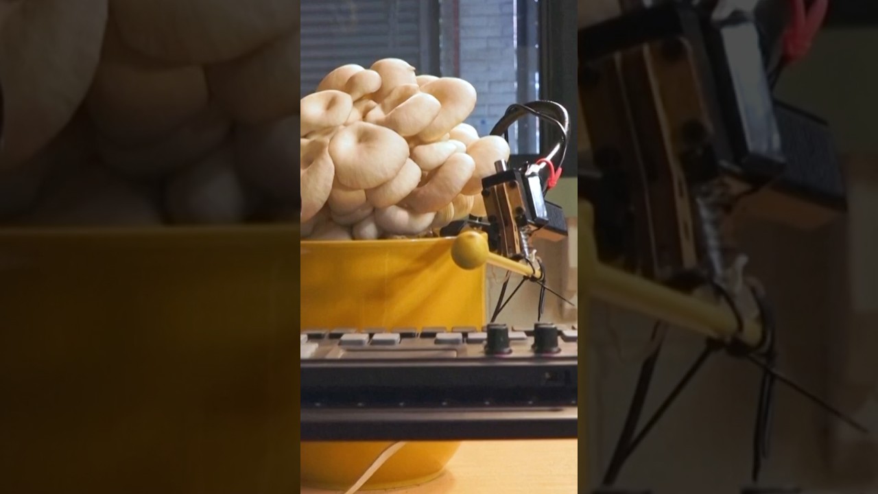 Musical mushrooms: How a UK band is using fungi and plants to create psychedelic beats 🍄🎵