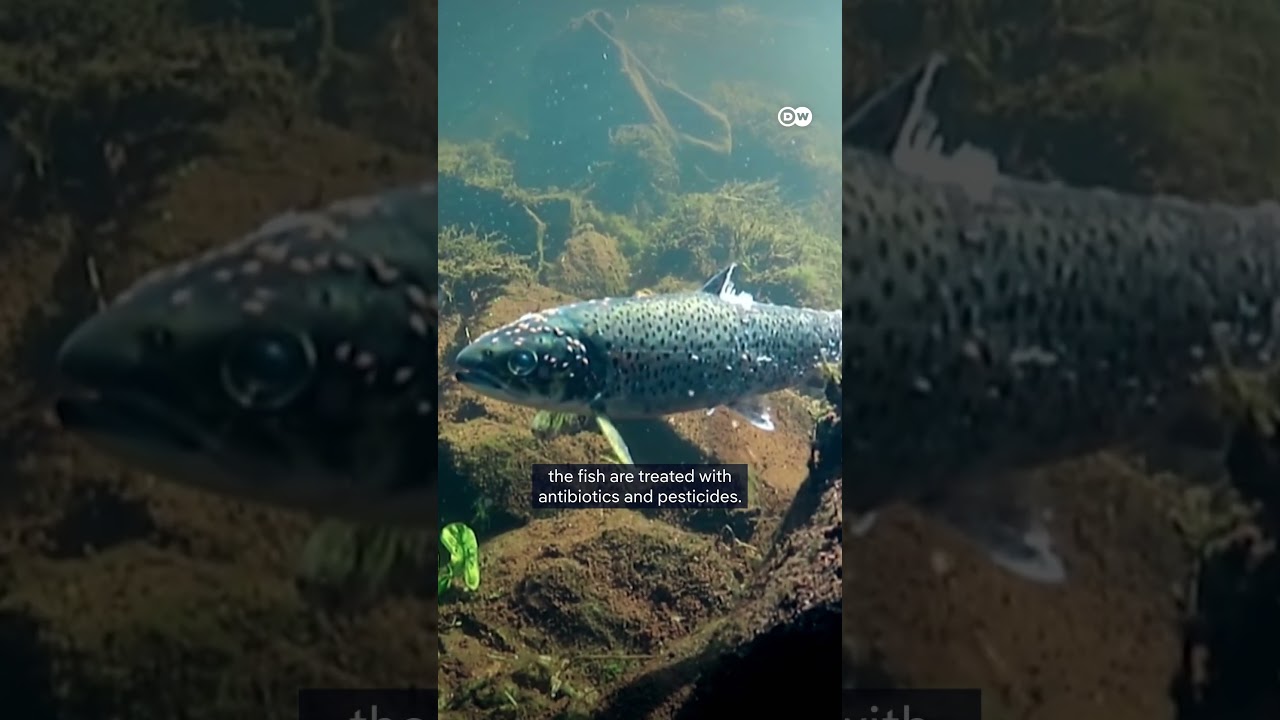 Norway’s salmon crisis | DW Documentary
