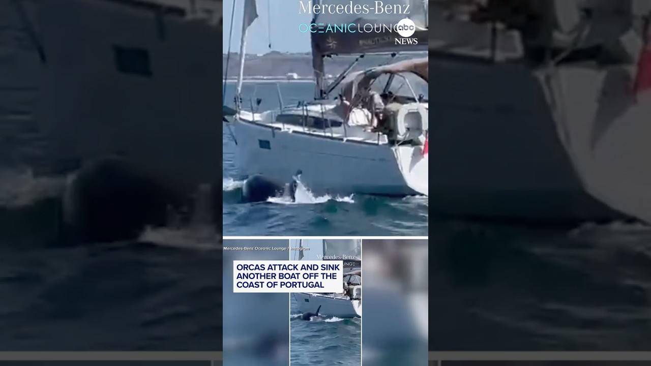 Orcas attack and sink  another boat off the coast of Portugal