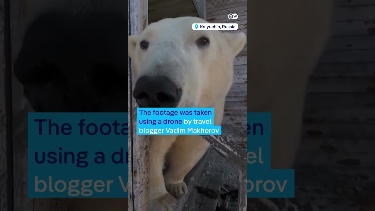 Polar bears take over abandoned Russian research station | DW News