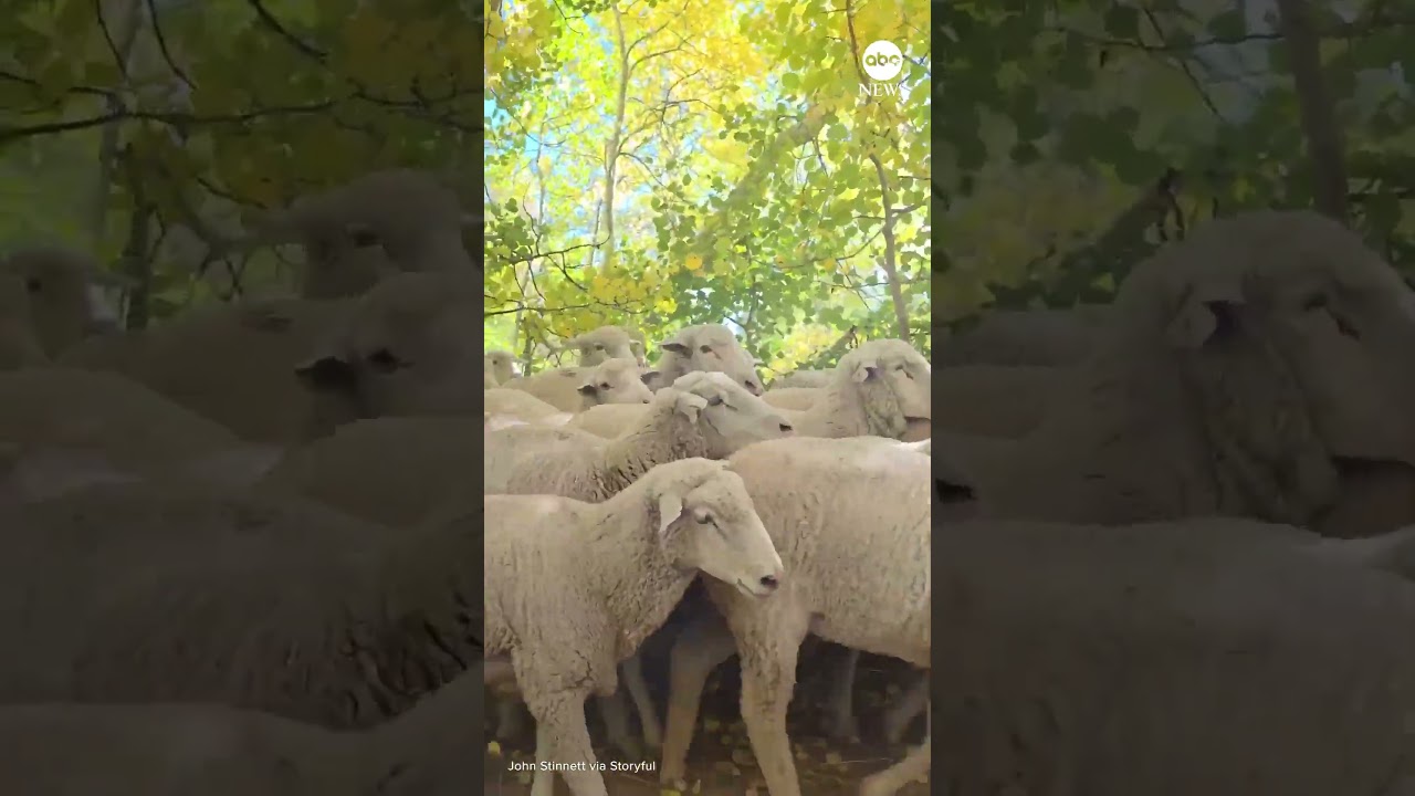 Scenic drive through Utah mountains blocked by ‘endless sea’ of sheep