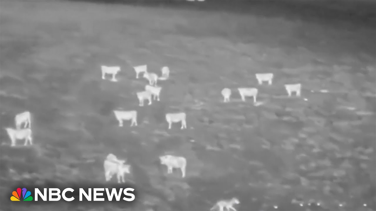 Scientists use drones blasting AC/DC to deter wolves from livestock