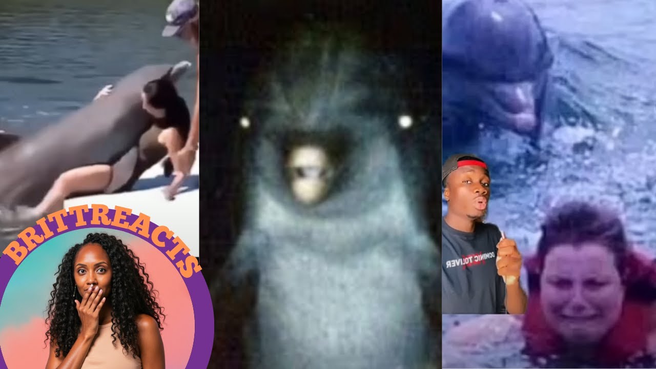 YOU WON’T BELIEVE THIS! | CASUAL GEOGRAPHIC TELLS US WHY WE SHOULD FEAR DOLPHINS AND NOT SHARKS