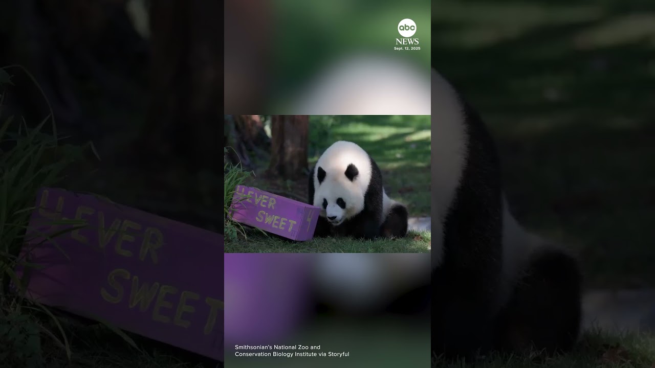 Zoo throws birthday party for giant panda