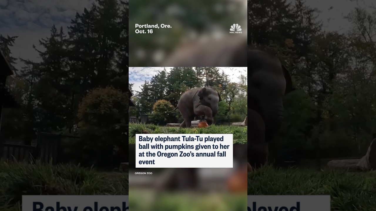 Baby elephant plays with pumpkins at the Oregon Zoo’s annual fall event