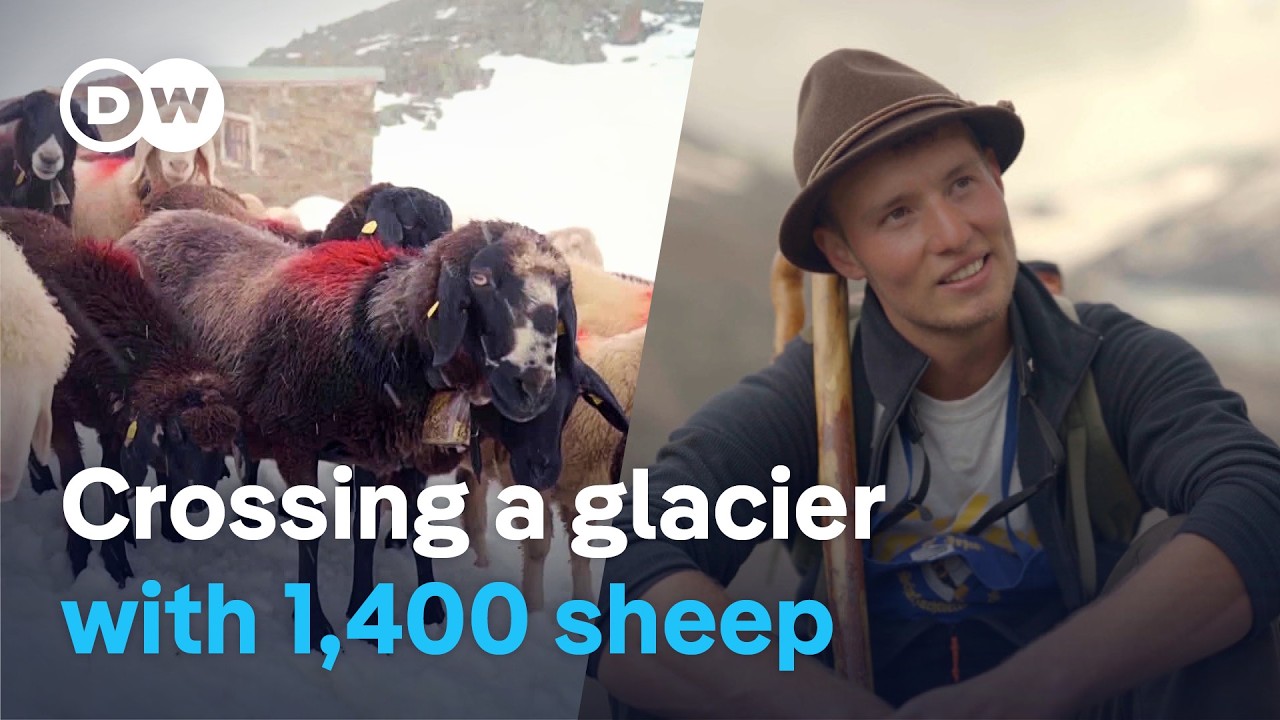Dangerous Alpine crossings – The shepherds unafraid to take risks | DW Documentary