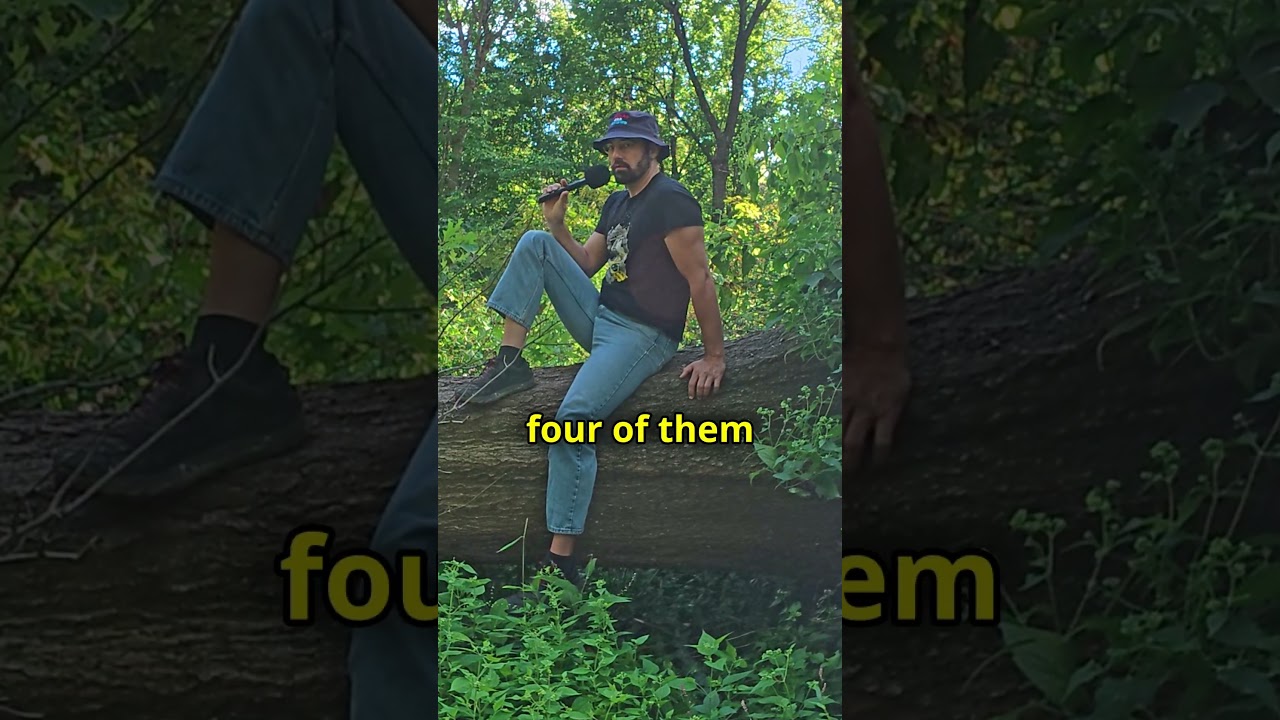 Deer are stupid creatures and will run into your car. #deer wildlife