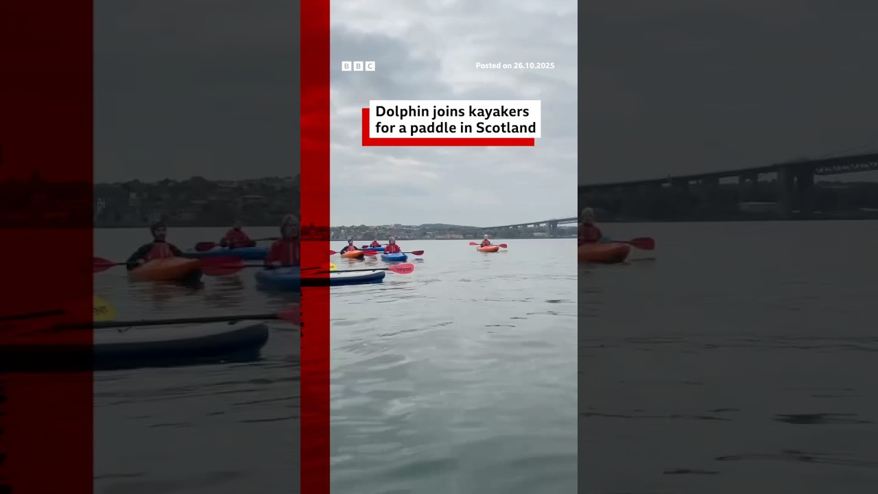 Dolphin joins kayakers for a paddle in Scotland. #Scotland #BBCNews