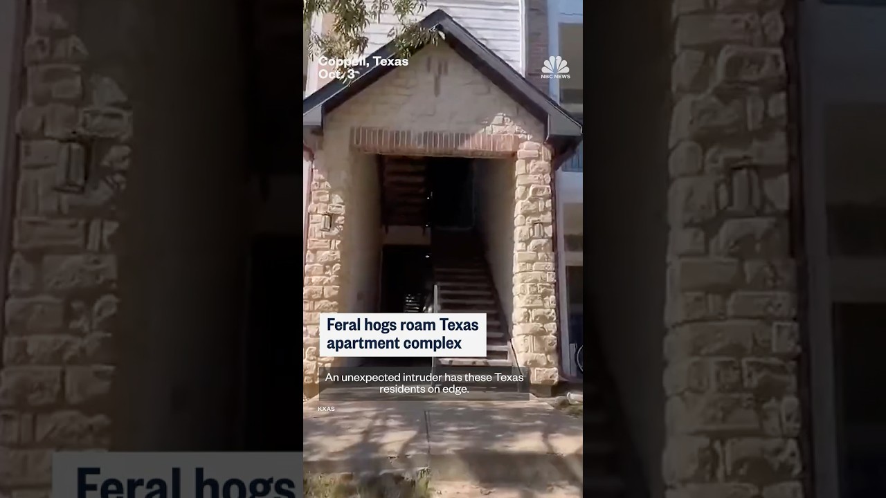 Feral hogs roam Texas apartment complex