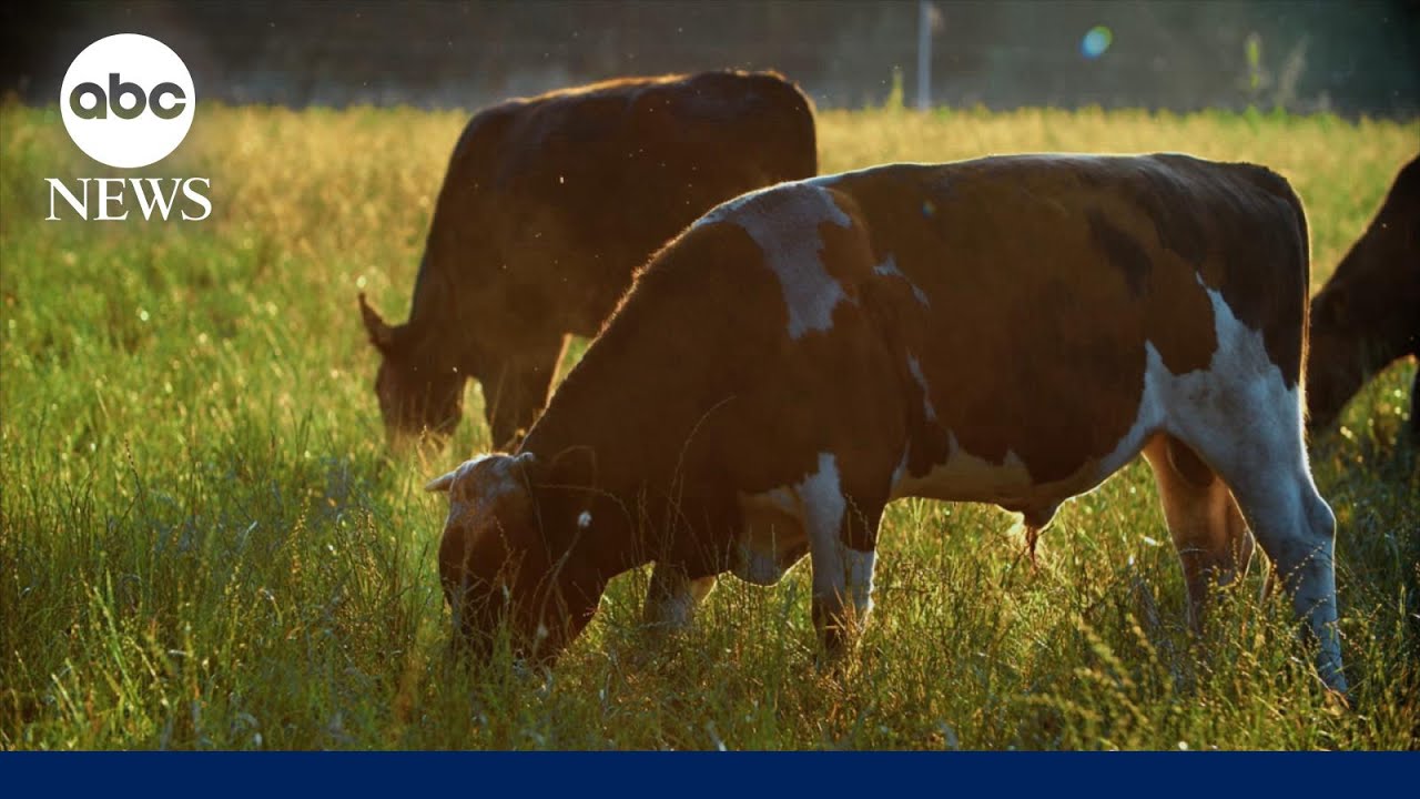 Head of cattlemen’s trade group on Trump’s plan to import Argentinian beef