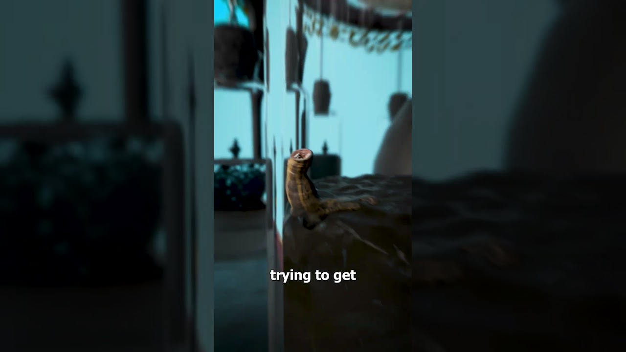 How Leeches Predicted Storms 😮