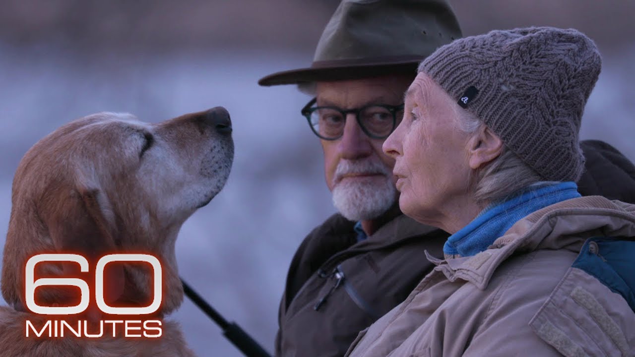 Jane Goodall and Tom Mangelsen | 60 Minutes Archive