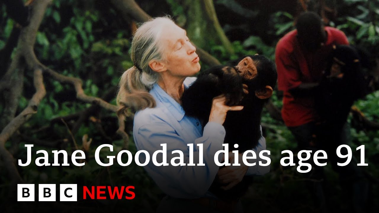 Jane Goodall, chimpanzee expert and animal rights campaigner, dies age 91 | BBC News