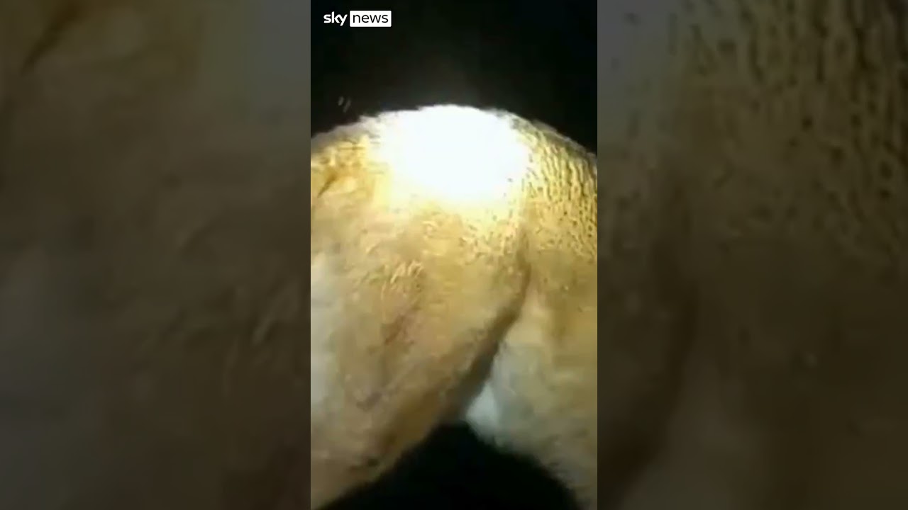 Loyal dog leads police to injured 86-year-old grandma