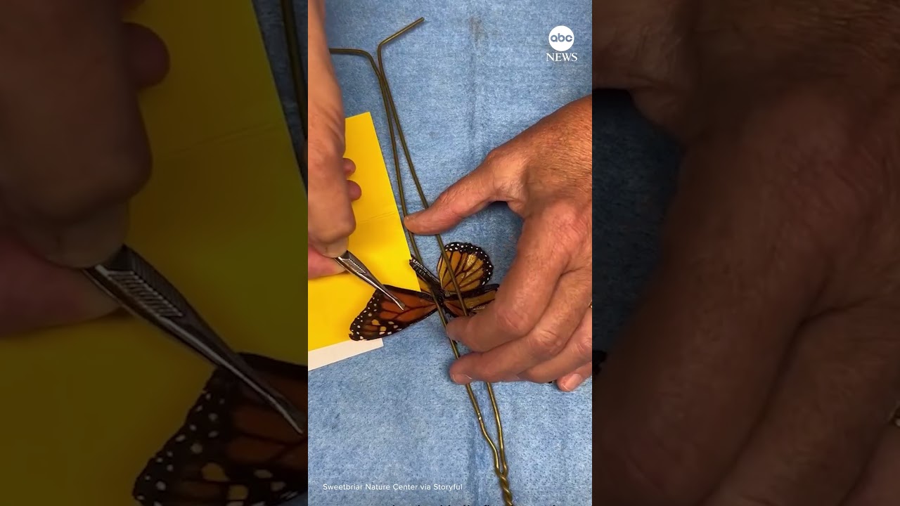 Monarch butterfly gets wing transplant, continues migration