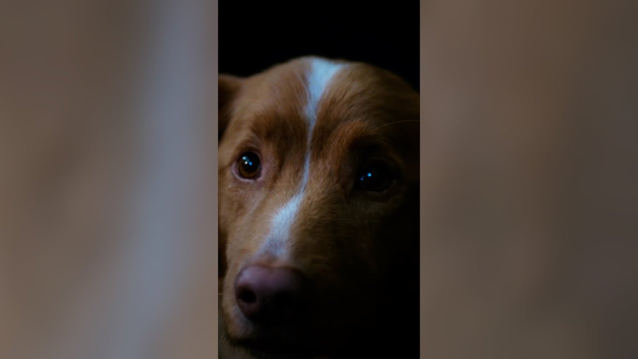 NEW TRAILER for ‘Good Boy’ (2025)