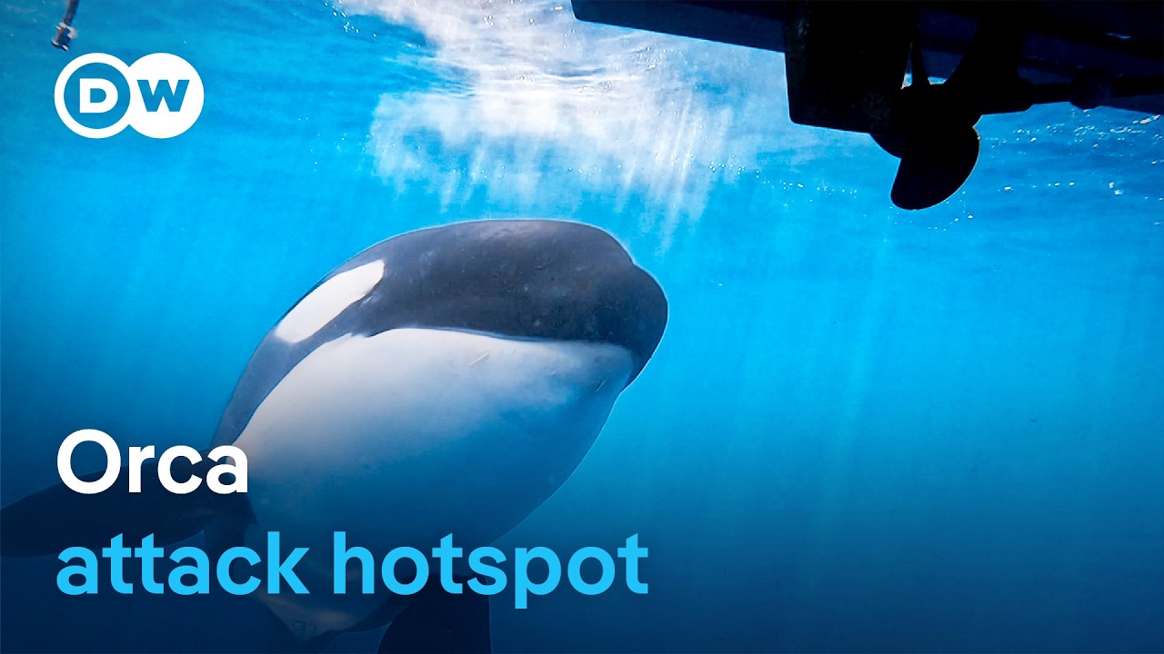 Orca uprising – Why are killer whales attacking boats? | DW Documentary
