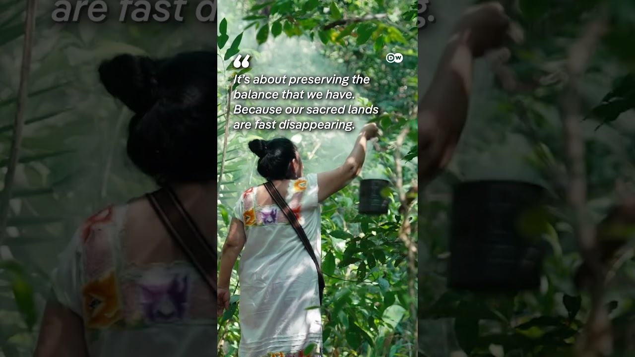 Preserving Maya knowledge in the forests of Belize | DW Documentary