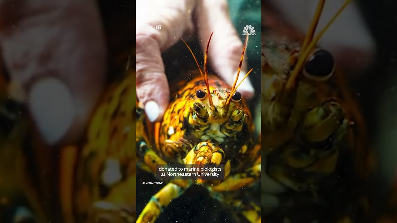 Rare ‘spooky’ lobster donated to marine biologists at Northeastern University