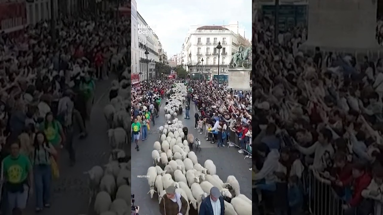 Sheep take over Madrid’s streets during annual festival