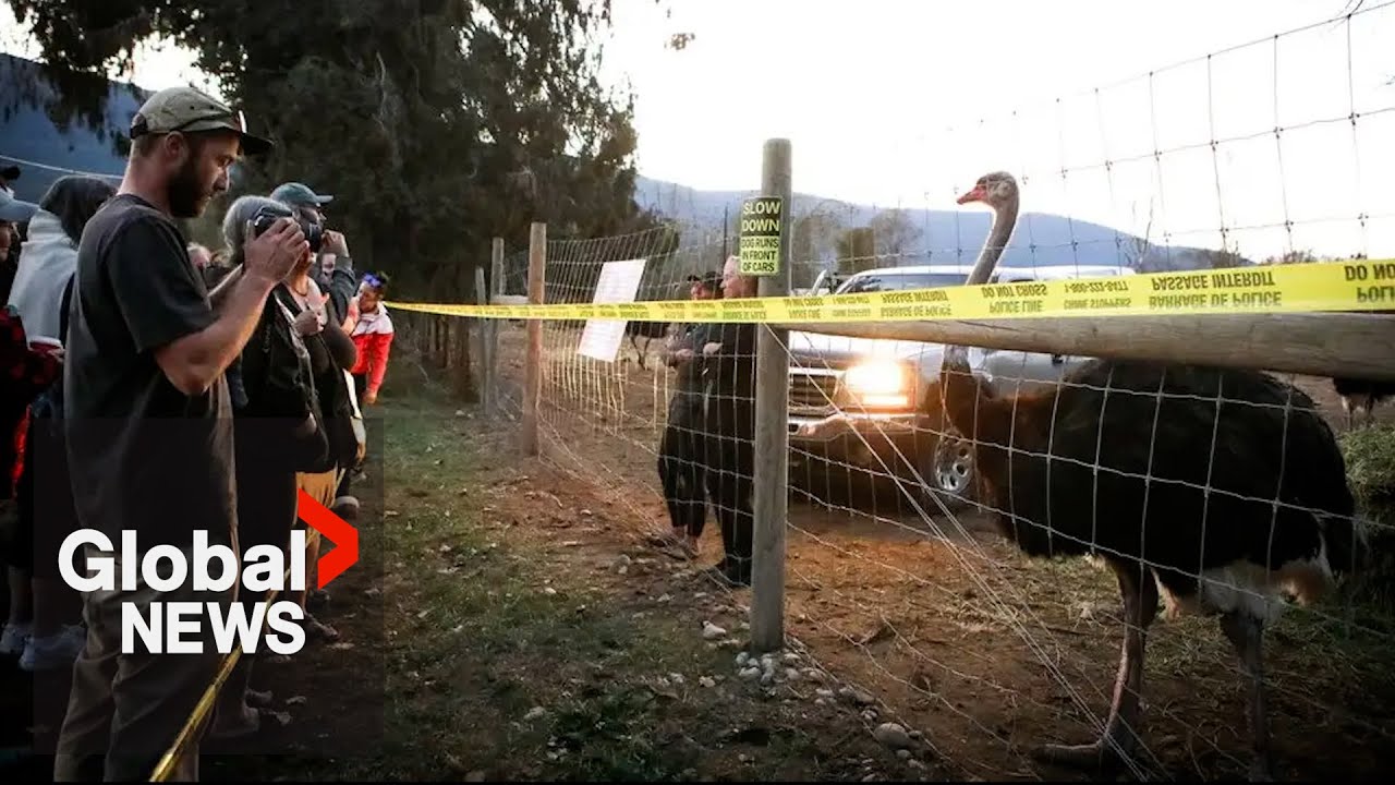 Universal Ostrich Farm urges politicians to step up as fate of flock rests with Supreme Court