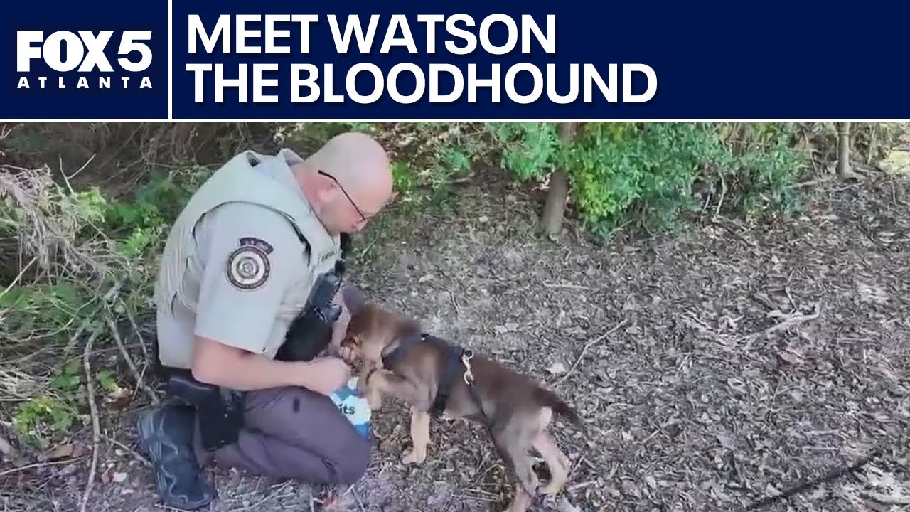 Watson the Bloodhound’s first day on the job | FOX 5 News