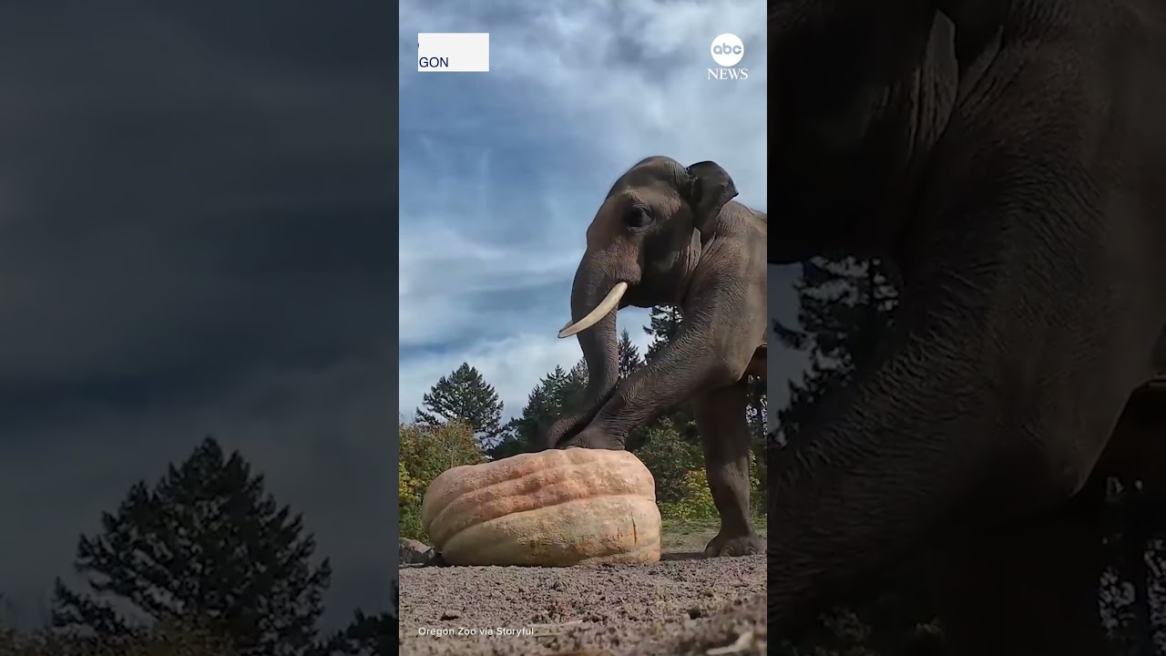 Zoo animals get into the Halloween spirit with pumpkin fun