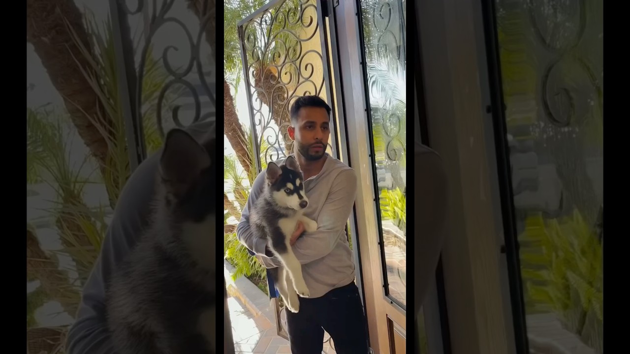 Bringing home a dog😂