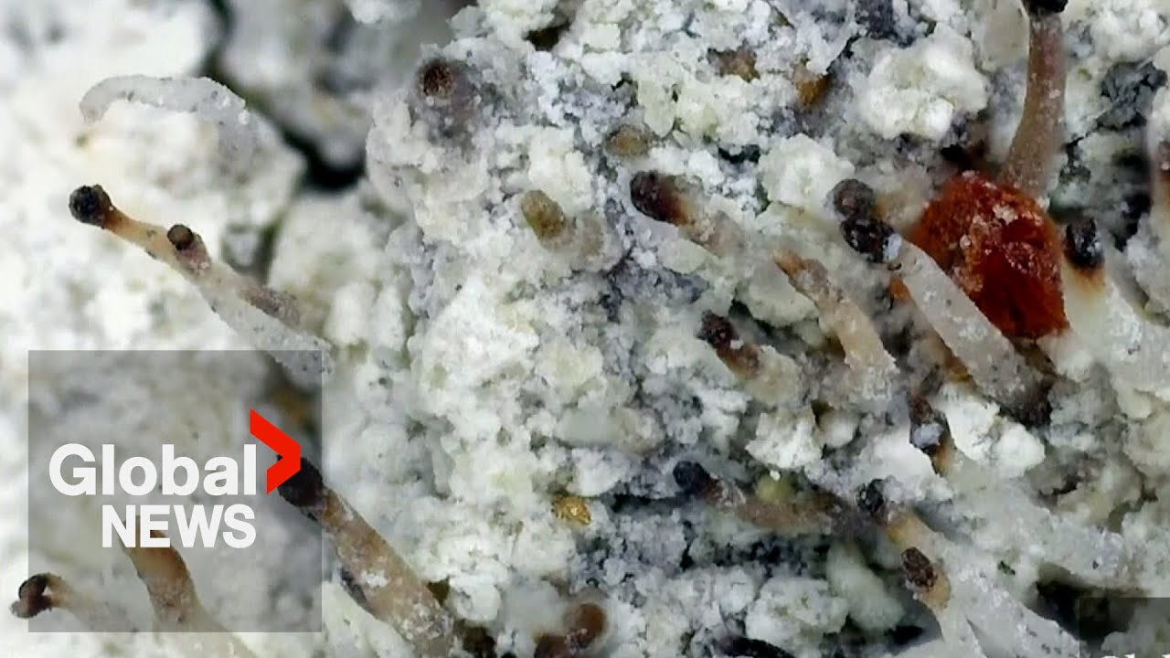 Canadian scientists discover 13 new fungi species in Alberta forests