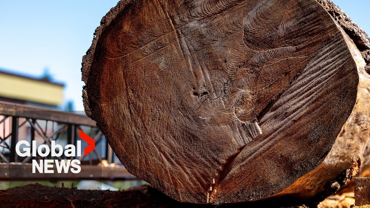 “Devil in the details”: Softwood lumber industry reacts to new federal measures