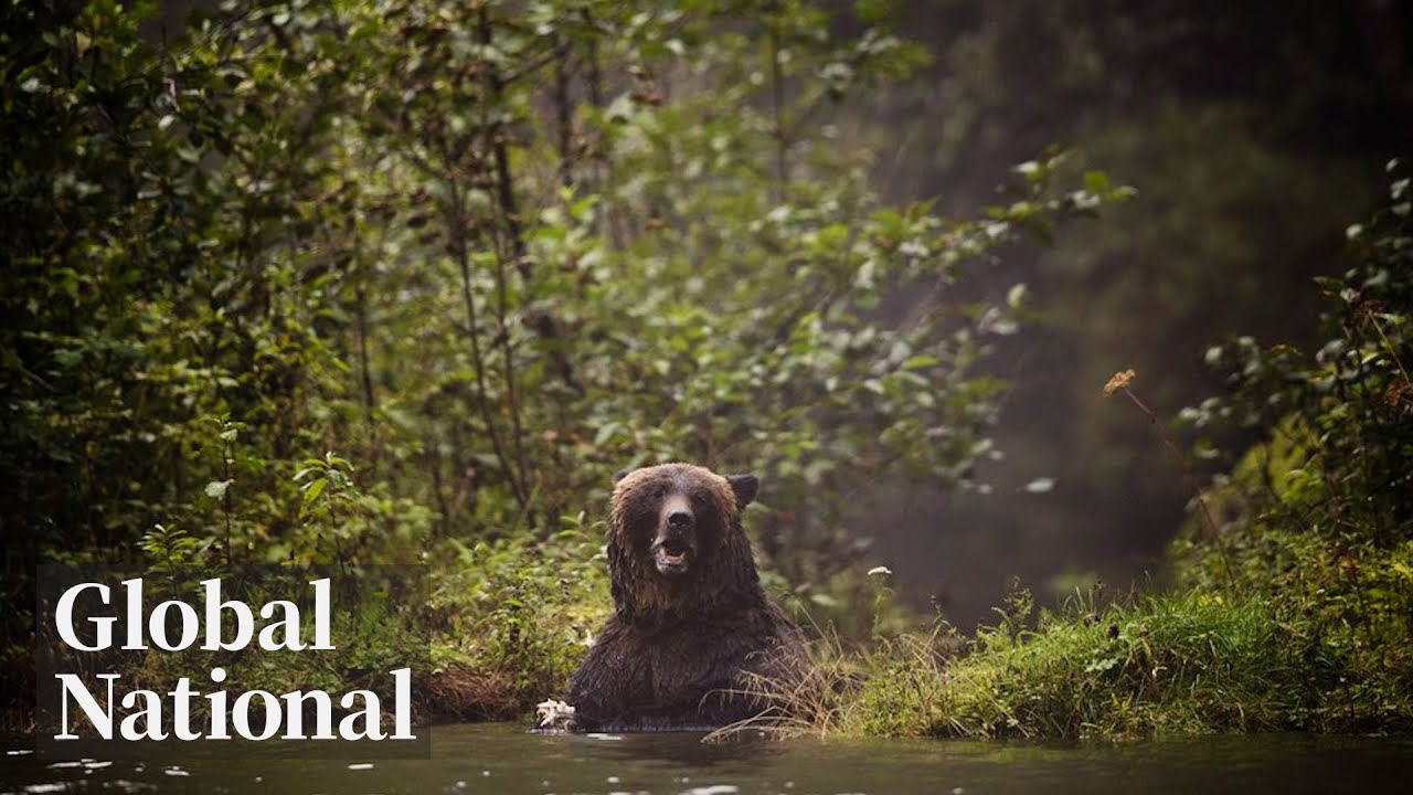 Global National: Nov. 21, 2025 | Grizzly bear charges group of BC elementary school children
