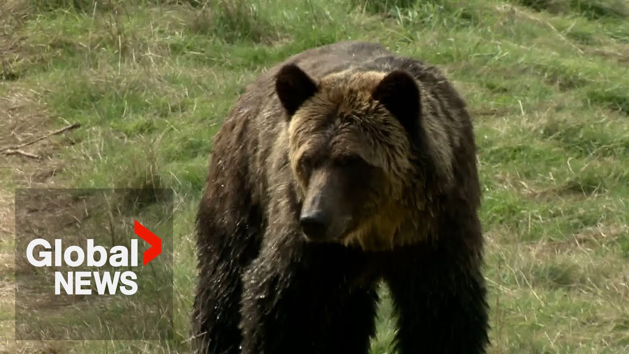 Horrific grizzly bear attack in BC injures at least 4, including students