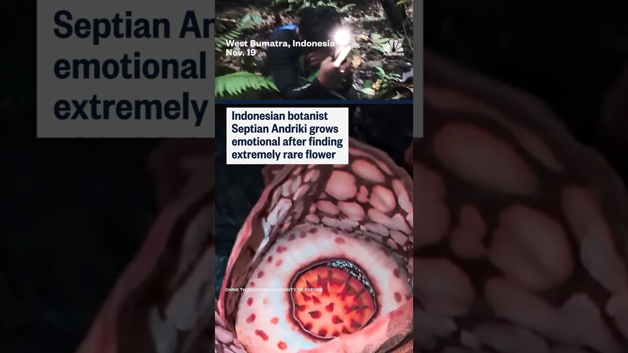 Indonesian botanist Septian Andriki grows emotional after finding extremely rare flower