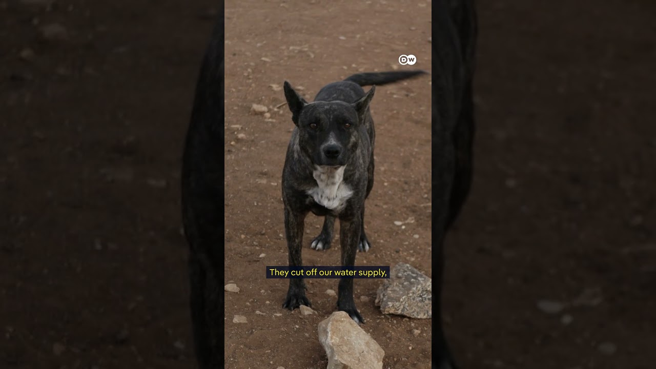 Israeli settlers attack activists in occupied West Bank | DW News