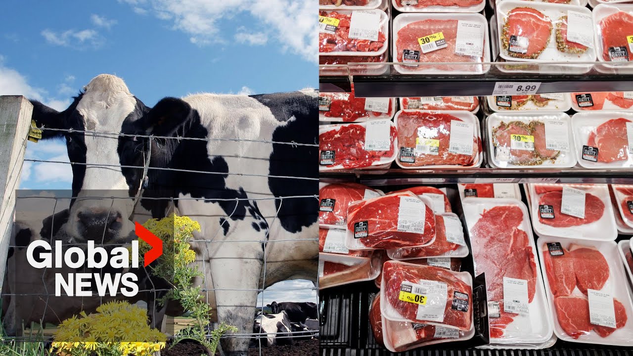 “Lot of unknowns”: Cloned meat could soon be sold in Canada without labels