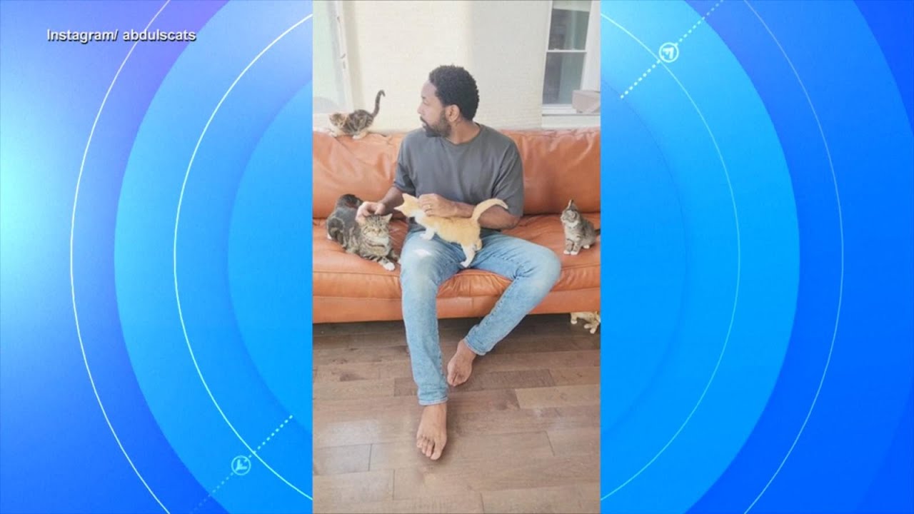 Man fosters hundreds of cats and helps over 300 get adopted