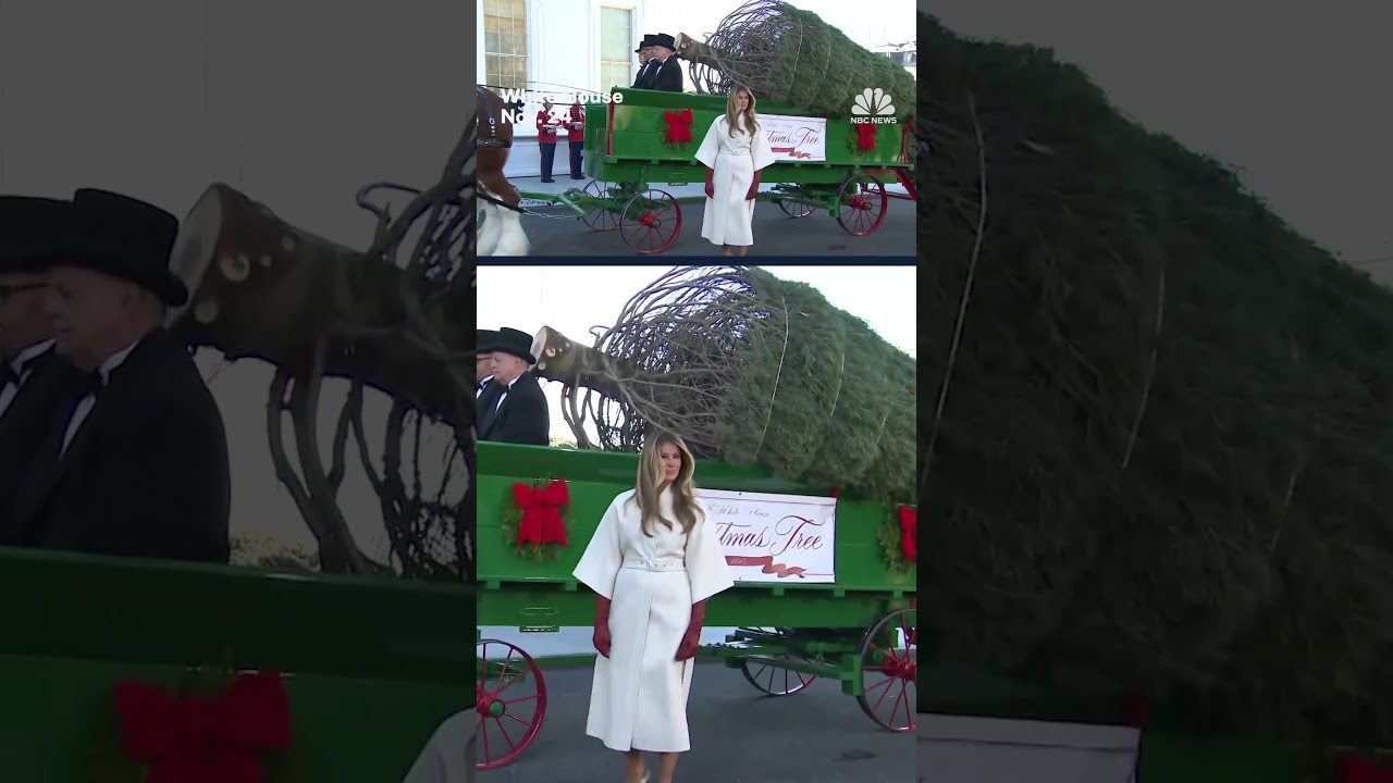 Melania Trump receives White House Christmas tree