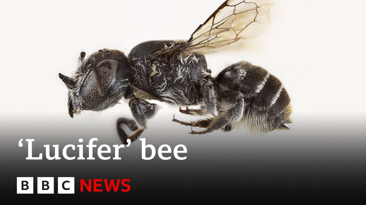 New ‘Lucifer’ bee with devil-like horns found in Australia | BBC News