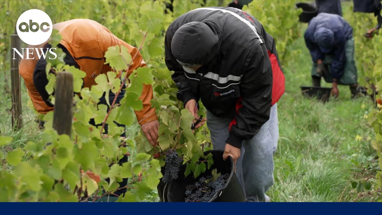 Pay up: The Impact of tariffs on French wine