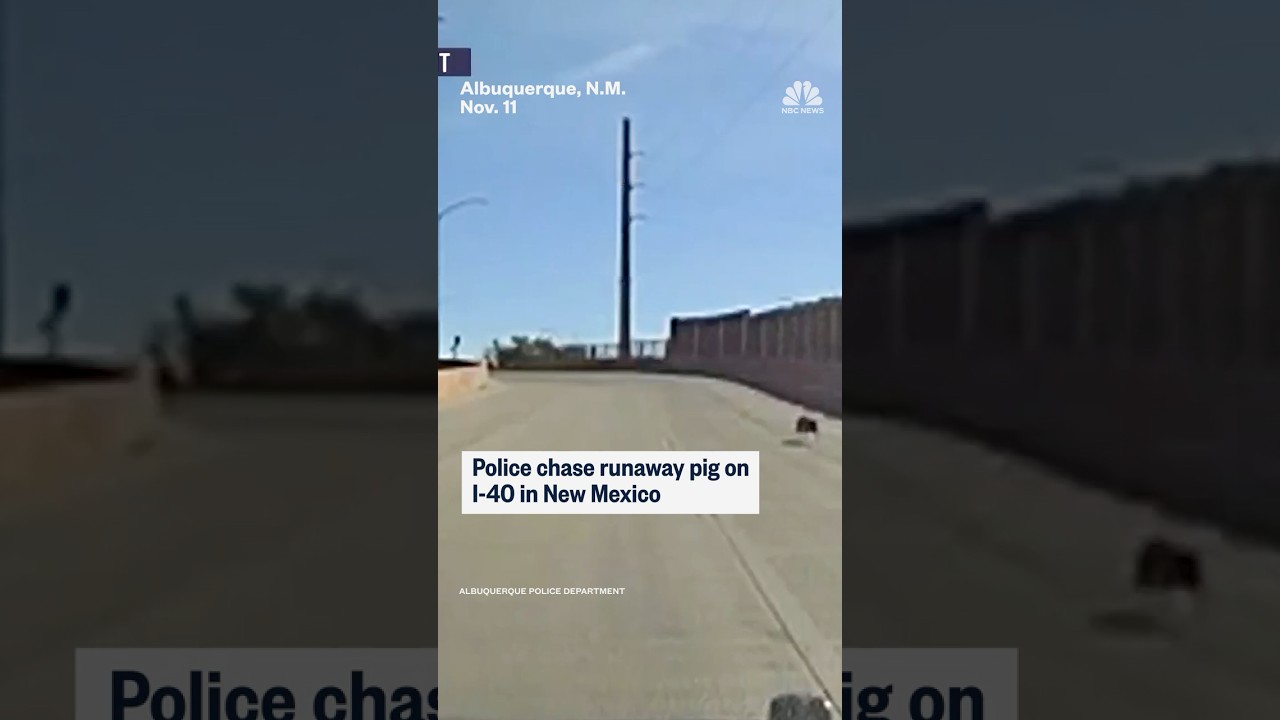 Police chase runaway pig on I-40 in New Mexico