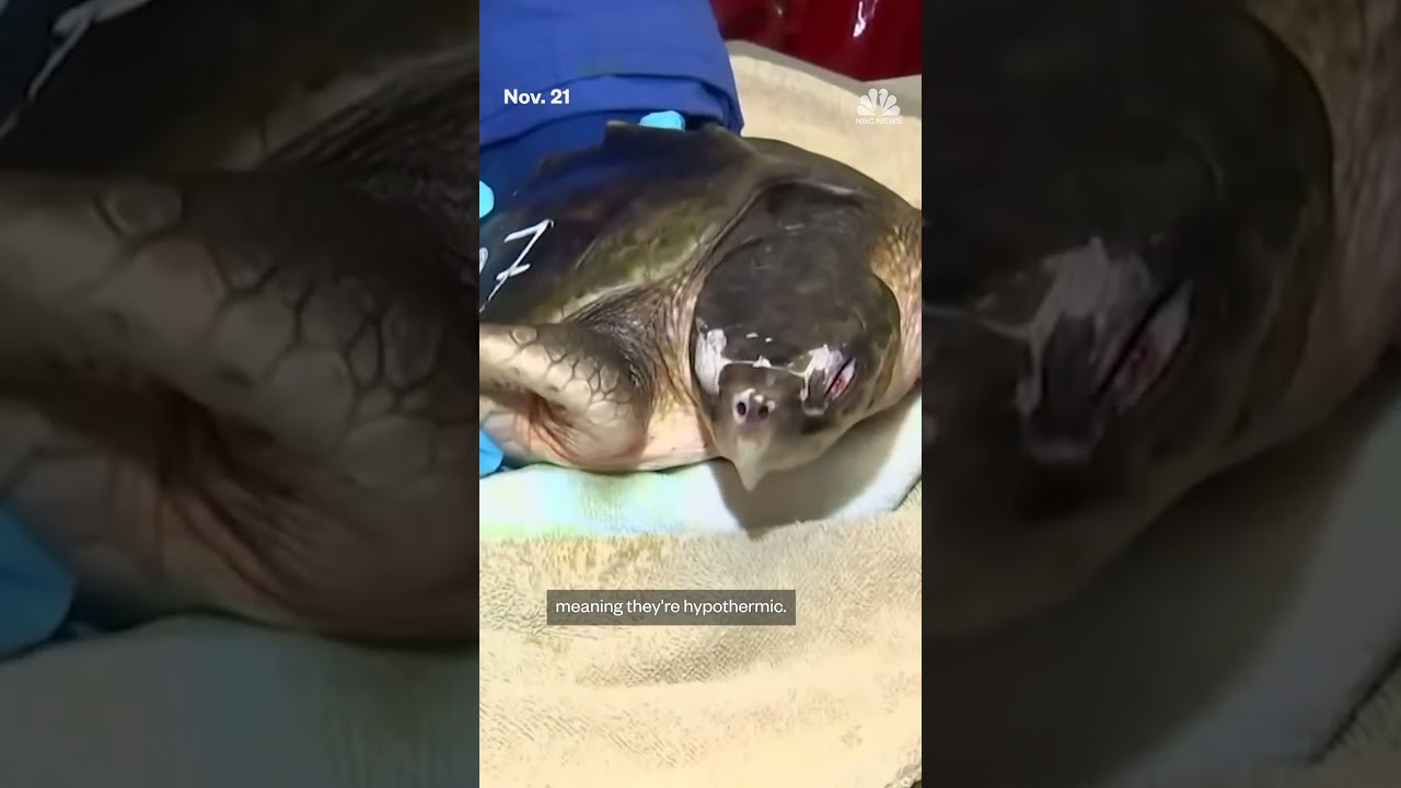 Sea turtles nursed back to health in Massachusetts