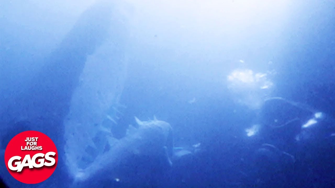 Shark Spotted In NYC Sewers | Just For Laughs Gags