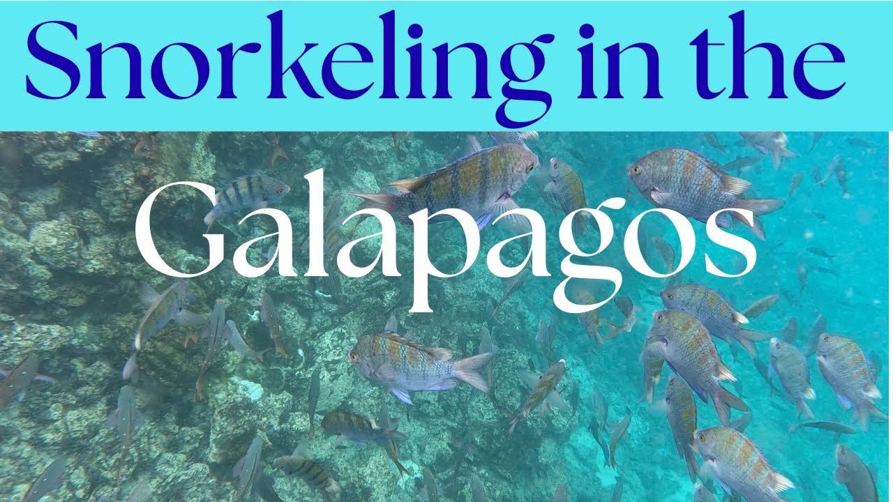 Snorkeling in the Galapagos: Sharks, Turtles, Sea Lions and Lots of Fish!
