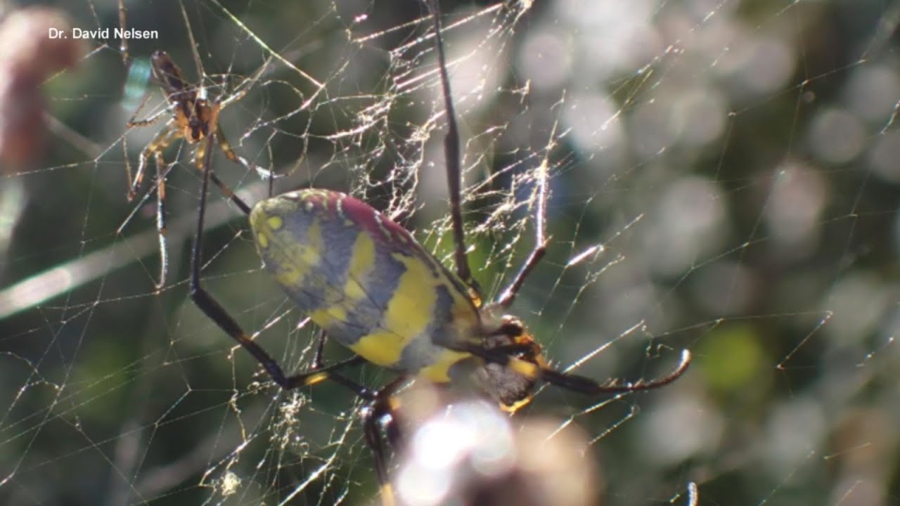 Spider with 4-inch legs and 10-foot webs growing in population