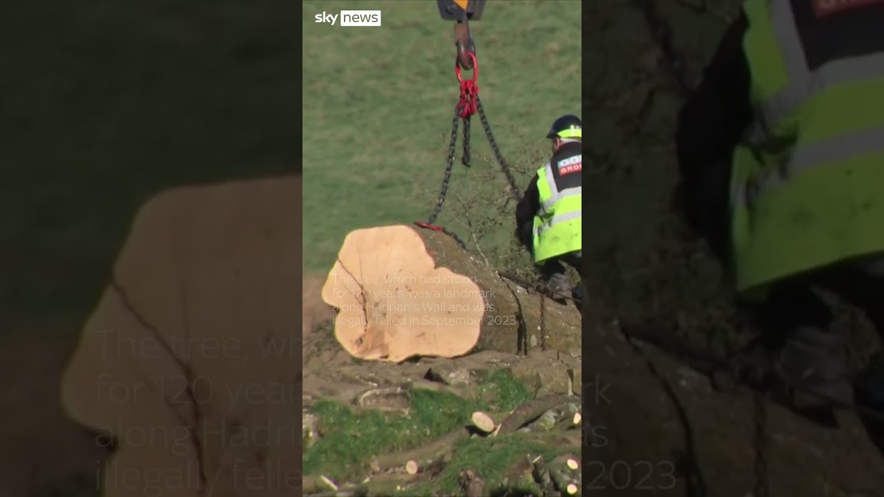 Sycamore Gap saplings are planted in Coventry and then around the country