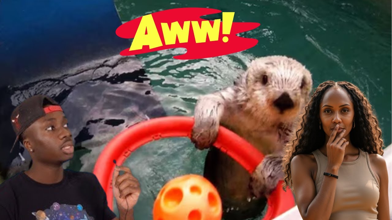 The CRAZY Things Animals Do For FUN | BRITTREACTS TO CASUAL GEOGRAPHIC