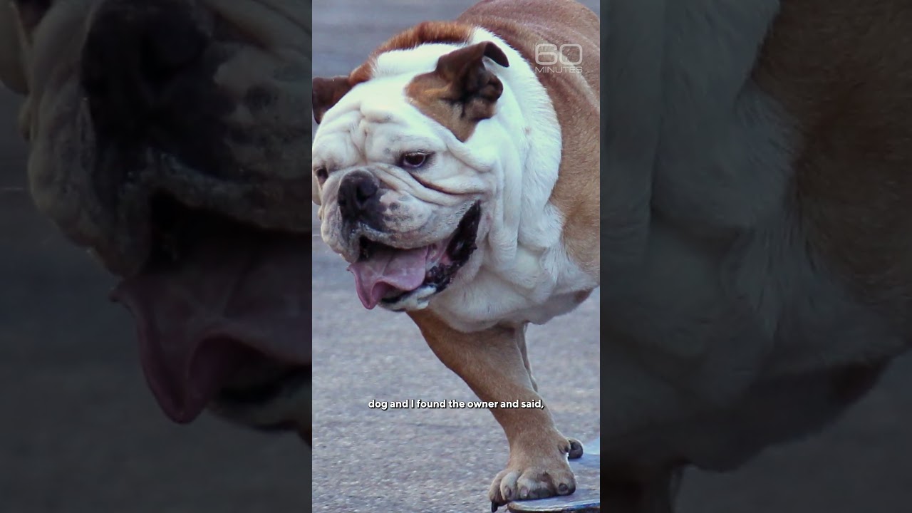 The day a skateboarding dog made Guinness history #shorts