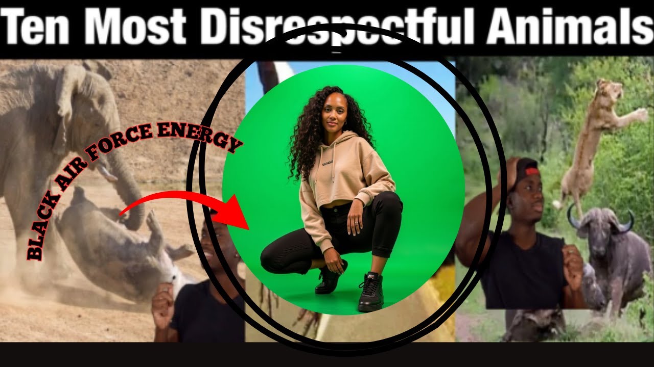 Top 10 Animals with Black Air Force Energy | BRITTREACTS